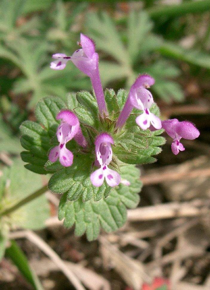 Henbit Deadnettle