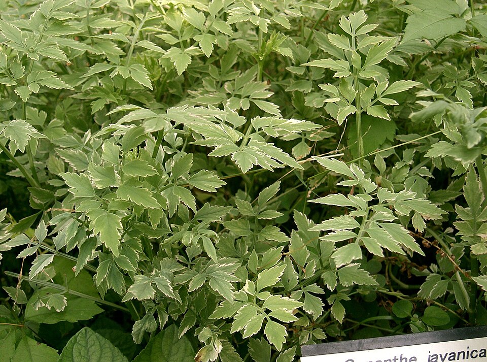 Japanese Parsley