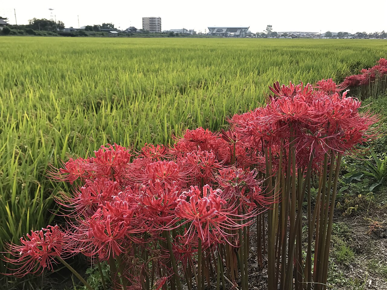 Plants Japan Googles the Most: a Wikipedia pageview ranking — and why #1 is Giant Hogweed