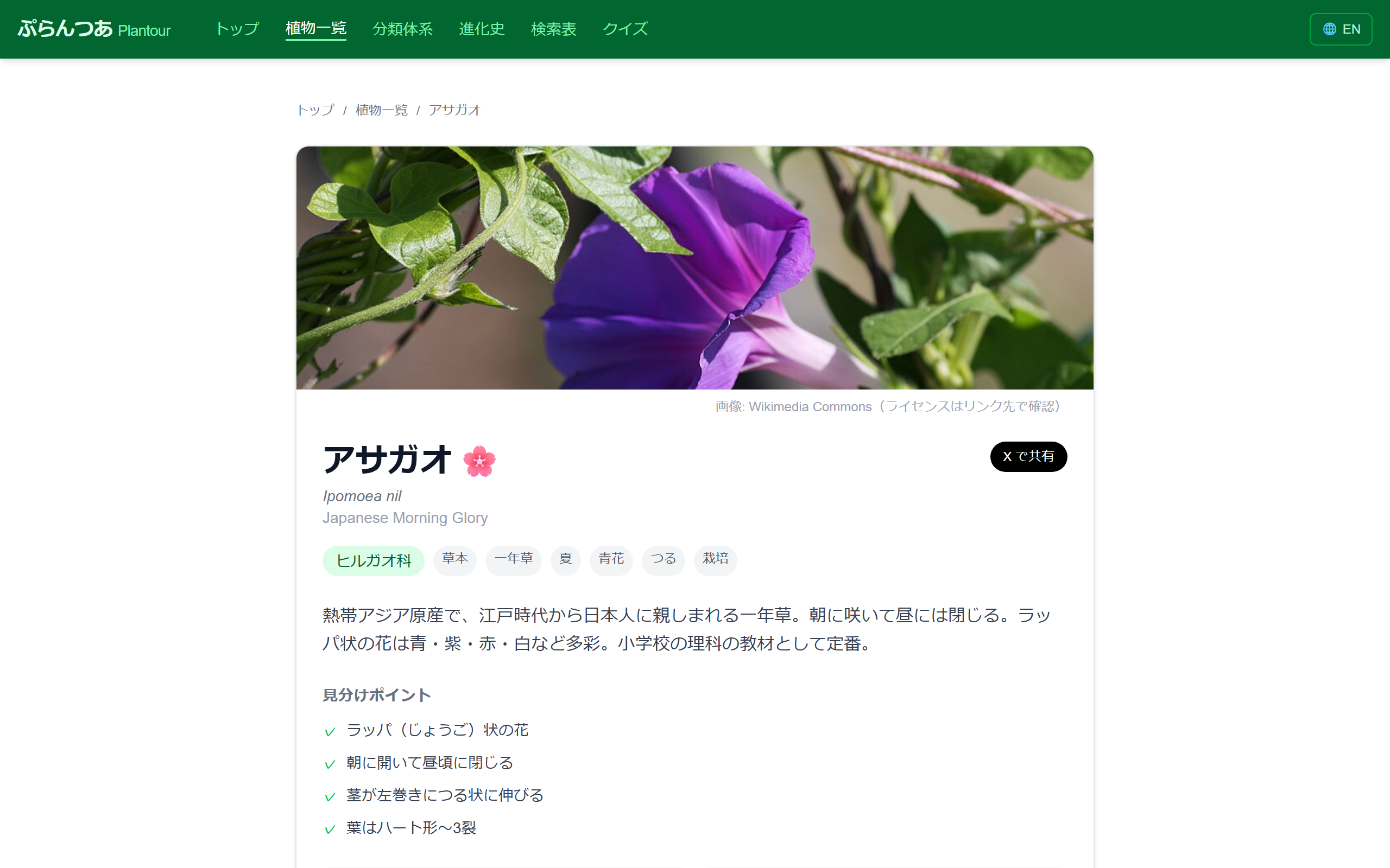 Species detail page (morning glory)