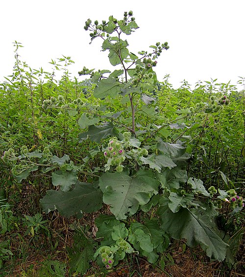 Burdock