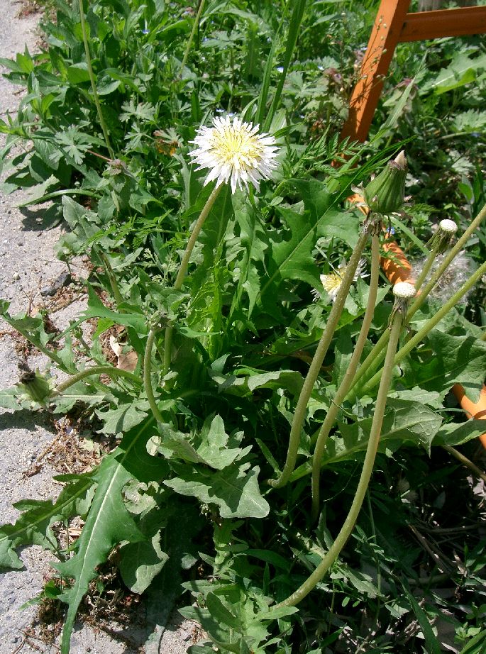 White-flowering Japanese Dandelion
