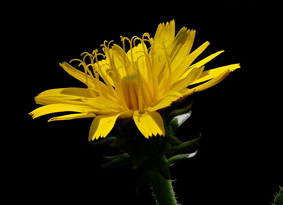 Common Dandelion