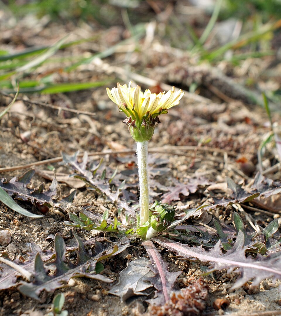 Kanto Dandelion