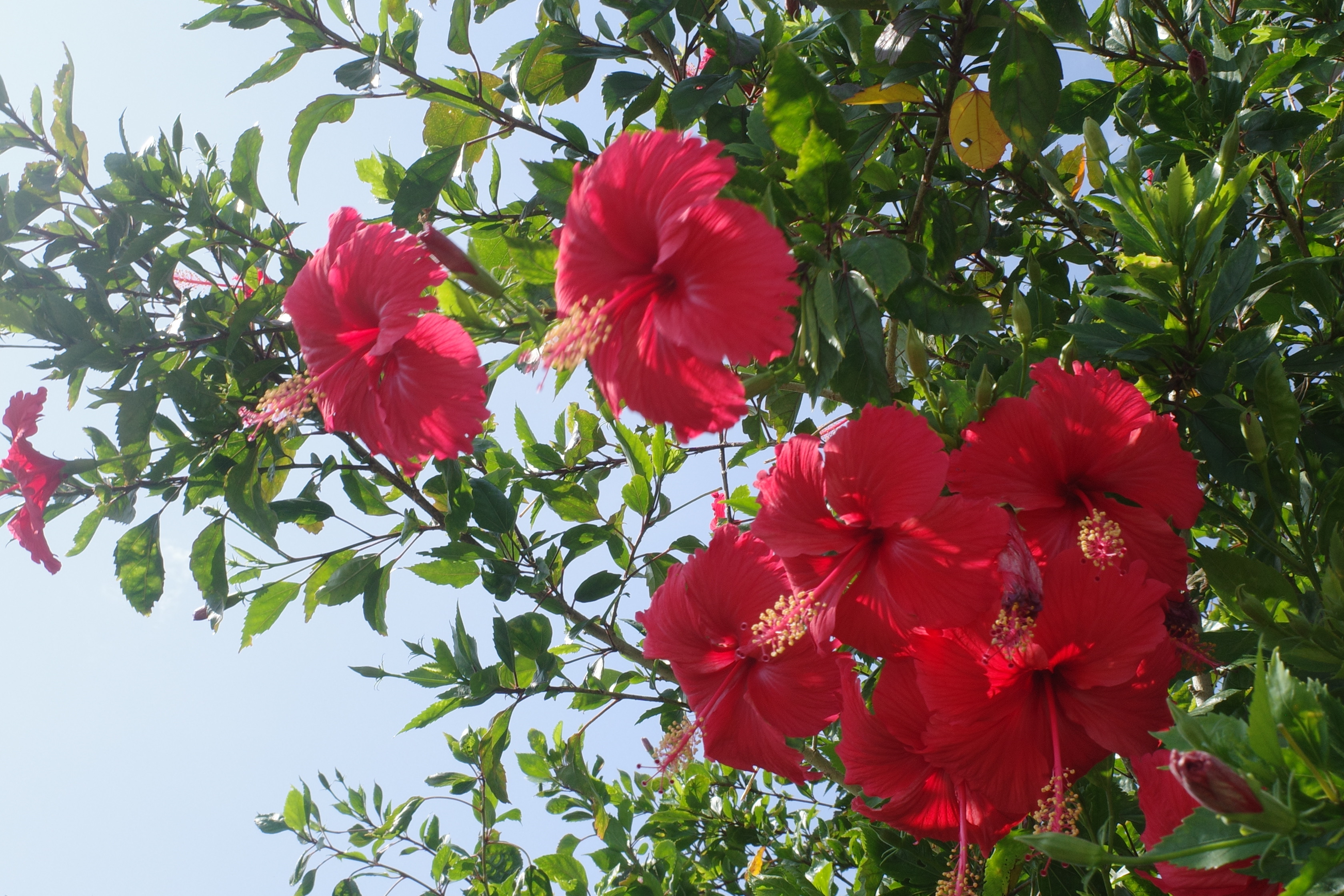Hibiscus