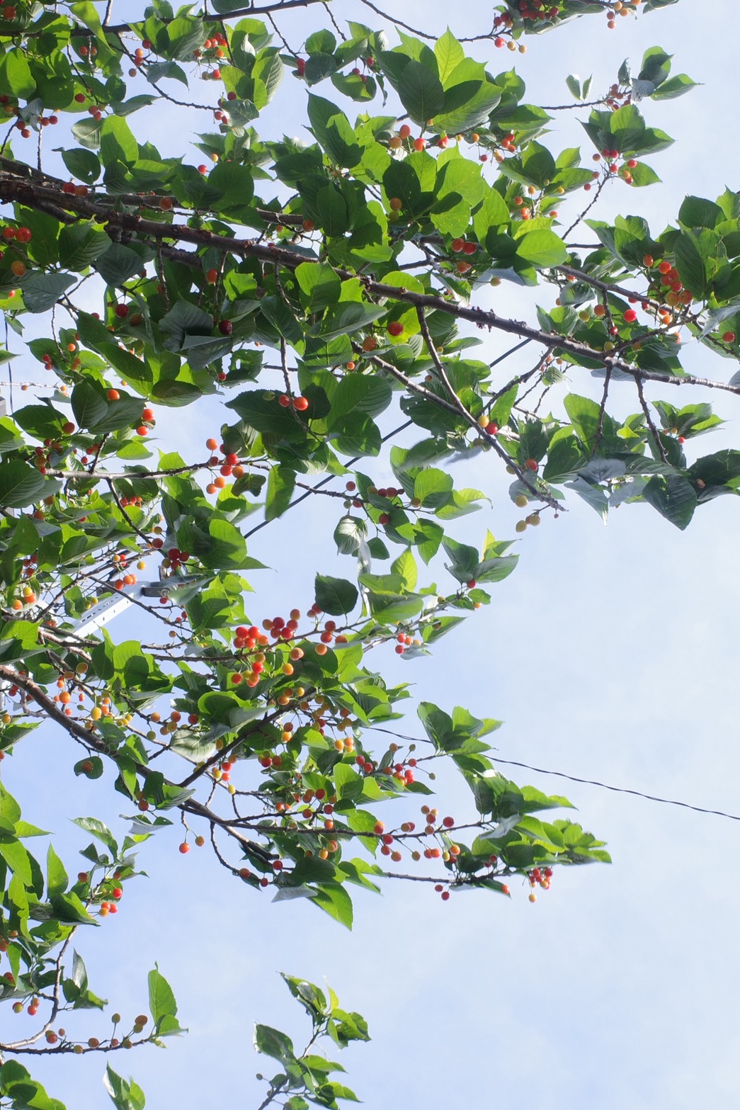 Cherry